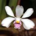 Vanda lilacina, The Lilac Vanda