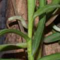 Ventricularia tenuicaulis
