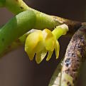 Adenoncos parviflora, The Small Flowered Adenoncos