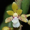 Pomatocalpa angustifolium, The Thin Leafed Pomatocalpa 