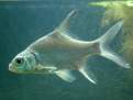 Puntioplites cf. proctozystron