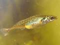 Pungitius pungitius, Ninespine stickleback 