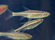 Trigonopoma pauciperforatum, Glowlight Rasbora, Redstripe Rasbora