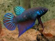 Betta smaragdina, Emerald green betta