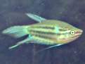 Trichopsis vittata, Croaking gourami