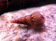 Melanoides tuberculata, Malaysian Trumpet Snail