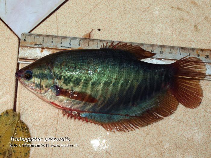 Image: Trichogaster pectoralis - Male. 20 cm. long male caught in a ricefield, Phitsanulok, Thailand.